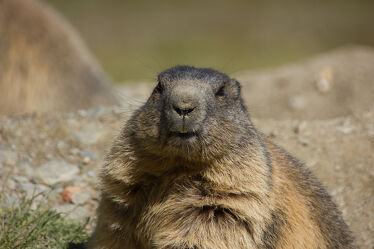 marmot ready for winter sitting on the ground