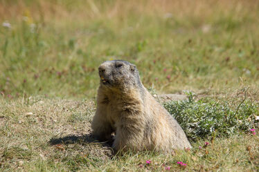 Bild mit Fauna, Animal, rock, Alps, Switzerland, breathtaking, expressive, impressive, alpine marmot, marmot