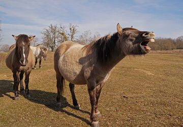 Konik-Wildpferde im März in Sachsen Anhalt