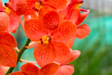 rote Orchidee in Thailand