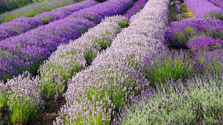 Lavendel Farm in Norfolk