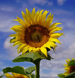 Sonnenblume auf einem Feld im Sommer