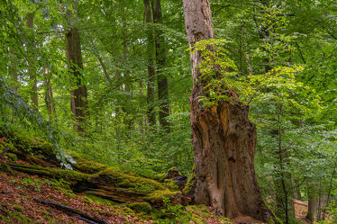 Bild mit Bäume, Wälder, Frühling, Blick in den Wald, Laubbaum, Laubwälder, Buchenwald, Naturwald