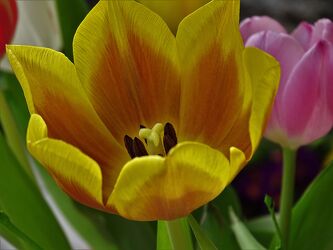 Bild mit Gelb, Frühling, Makrofotografie, Tulpe, Flora, nahaufnahme, April, Sonnengelb