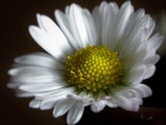 Bild mit Blumen, Weiß, Flora, Schönheit, gänseblümchen, freundlich, ästhetik, April
