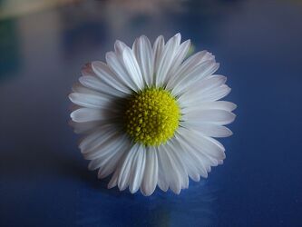 Bild mit Blumen, Weiß, Frühling, Blau, Schönheit, gänseblümchen, edel, freundlich, ästhetik, April