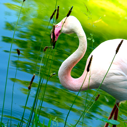 Bild mit Tiere, Wasser, Gewässer, Flamingo