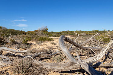 Bild mit Holz, Strand, Meer, Beach, Natur und Landschaft, Outdoor, background, mallorca, outback
