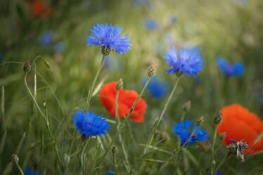 Bild mit Natur, Blumen, Wiese, Feldblumen, Wildblumen, Mohnblumen, Kornblumen, Blaue, rote blumen