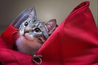 Katze in Tasche
