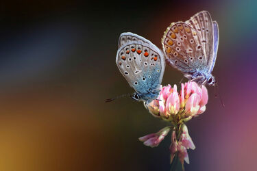 Bild mit Natur, Blumen, Schmetterlinge, garten, blüte, Bestäubung, Insekt, kleeblatt, silberbesetzte blaue schmetterlinge, pinke blumen