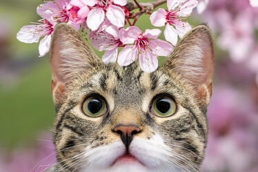 Bild mit Kirschblüten, Blick, Katze, nahaufnahme, Kater, klein, Porträt, Jungtier, Jung, Kätzchen
