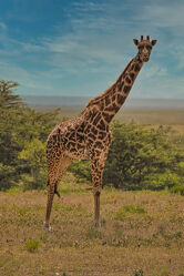Bild mit Giraffen, Giraffe, Afrika, Wildtiere, safari, Serengeti, Ndutu
