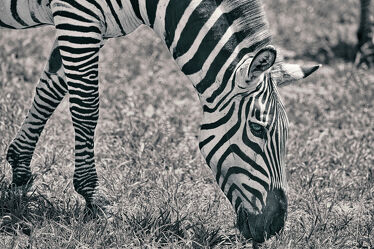 Bild mit Weiß, Schwarz, Zebra, Zebras, safari, Afria, Tarangire Nationalpark