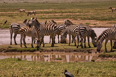 Bild mit Trinken, Wildtiere, Zebra, Zebras, safari, Wasserloch, Großwild