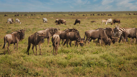 Bild mit Tiere, Wildtiere, Herde, Zebras, Gruppe, safari, tanzania, Großwild, Tierbeobachtung, Afrikas