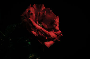Bild mit Blumen, Rot, Rose, Wassertropfen, Stillleben, dunkel