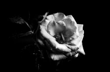 Rose schwarz-weiß