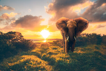 Bild mit Tiere, Landschaften, Weiden und Wiesen, Sonnenuntergang, Elefant, Elefanten, grasen, Afrikanische Elefanten, Kenia, Mauritius