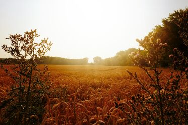 Bild mit Weiden und Wiesen, Sommer, Sonne, Blauer Himmel mit Gegenlicht, Weizen