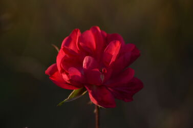 Bild mit Rose, rote Rose, Rosenblüte, red Rose, Naturaufnahmen, nahaufnahme, bokeh, Bokeh Effekt