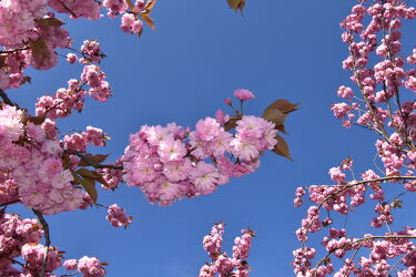 Bild mit Blumen, Frühling, Blauer Himmel, Kirschblüten, frühlingsblumen, Blüten