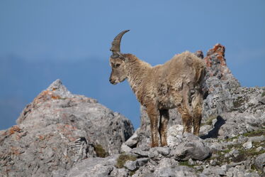 Bild mit Tiere, Wildtiere, Animal, mountains, Graubünden, Steinwild, Steinbock, Bergwelt