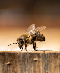 Bild mit Braun, Makrofotografie, Makro, Biene, Honigbiene, Honigbienen