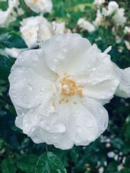 Bild mit Rosen, Roses, Flowers, Raining Drops on Rose, white Rose, Rain drops, closeup
