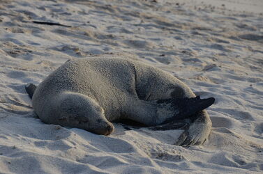 Bild mit Seelöwen, Strand, Galapagos