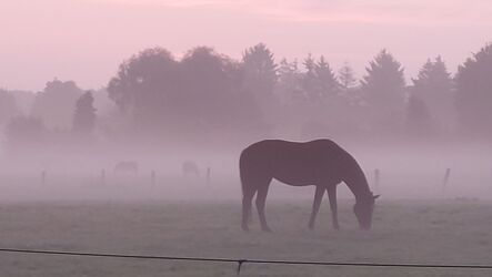 Pferd im Nebel 1