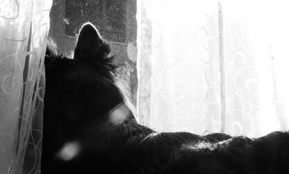 Bild mit Hunde, Gegenlicht, Schwarz/Weiß Fotografie, Haustier