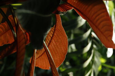 Bild mit Natur, Pflanzen, Blätter, detailaufnahme, Details