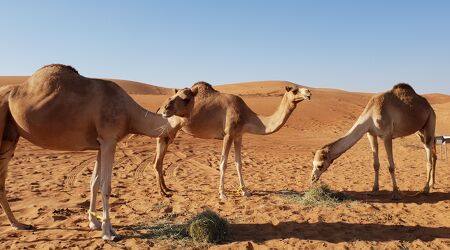 Bild mit Tiere, Kamele, Wüste, wüstensteppe