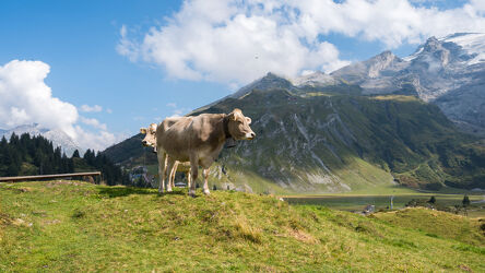 Bild mit Tiere, Natur, Landschaften, Berge, Kühe, Gebirge, Schweiz, ausblick