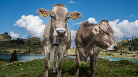 Bild mit Tiere, Natur, Berge, Kühe, Alpen Panorama, Landschaft, Schweiz