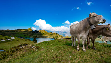 Bild mit Natur, Seen, Kühe, Alpen, Landschaft und Natur, Schweiz
