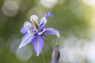 Bild mit Blumen, Blau, Blume, Gartenblumen, macro, Akalei