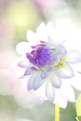 Bild mit Blumen, Lila, Dahlien, weiss, Flower, dahlia, lila Blume, bokeh, white