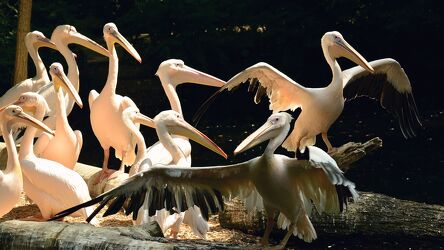 Bild mit Tiere, Weiß, Vögel, Zoo, Pelikane