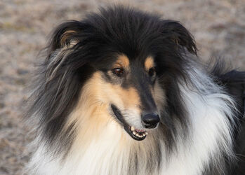 Collie Lassie