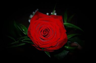 Bild mit Blume, Rose