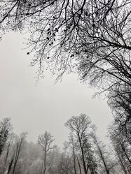 Bild mit Natur, Bäume, Laubbäume, grauer Hintergrund, Mischwald, Winteraufnahmen