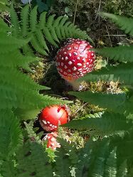 Bild mit Wald, Märchenwald, Natur pur, Pilze, fliegenpilz, Vegetation, Farne, gepunkteter schirm, rotweiss