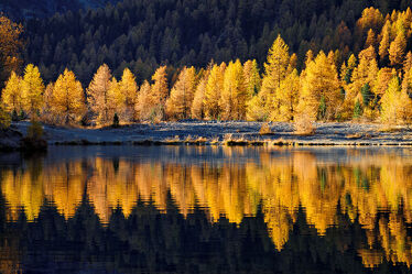 Bild mit Farben, Natur, Lärchen, Wald, Bergsee, Spiegelung, Reflektionen im Wasser, goldig, Herbstfärbung