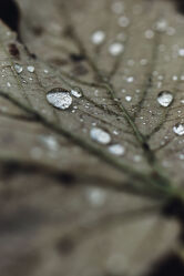 Bild mit Natur, Blätter, Makrofotografie, Makroaufnahme, Blatt, Wassertropfen, Regentropfen