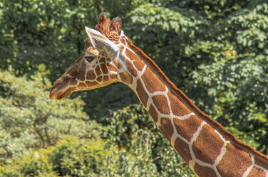 Bild mit Natur, Giraffen, Giraffe, Wildtiere, Tierschutz