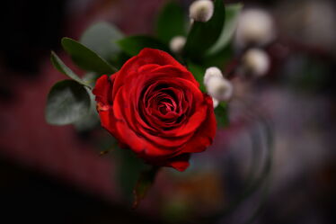 Bild mit Menschen, Rot, Blume, Pflanze, Rose, Valentinstag, Botanik, duft, Aufmerksamkeit, Geschenk