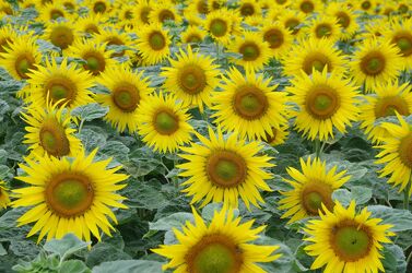 Bild mit #Blumen, #Natur, #Schweiz, #Flora, #Blume, #Sonnenblume, #Sonnenblumen, #Gelb