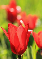 Bild mit Pflanzen, Blumen, Blume, Pflanze, Tulpe, Tulpen, rote Tulpe, rote Tulpen, Blüten, blüte